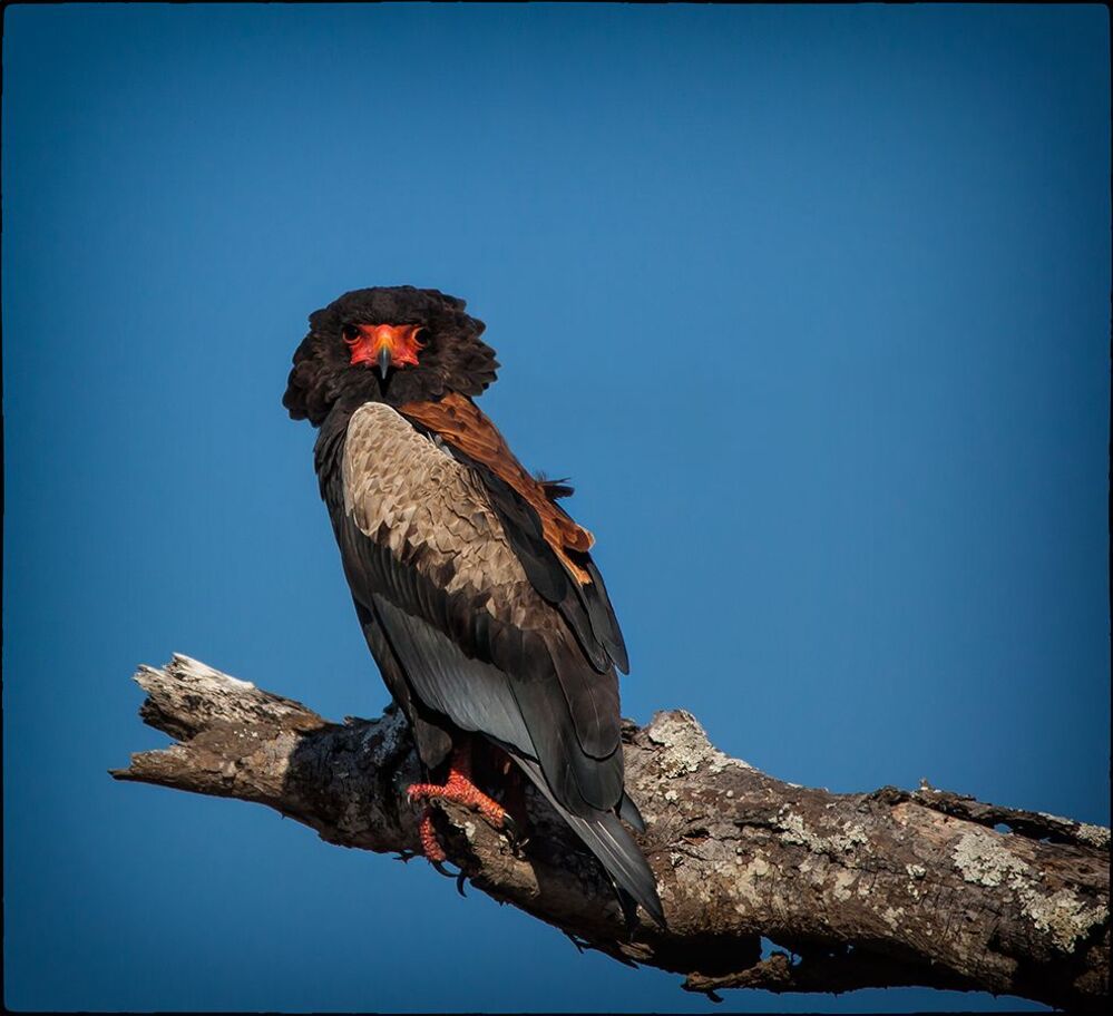Bataleur Eagle on the perch