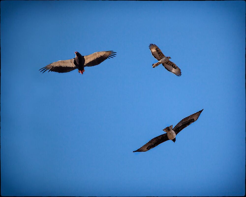 Birds of a feather flock together. Bataleur Eagle, Hawk Eagle, and Martial Eagle.