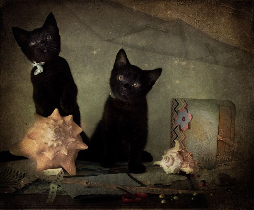 Скрапбукинговские котята :)