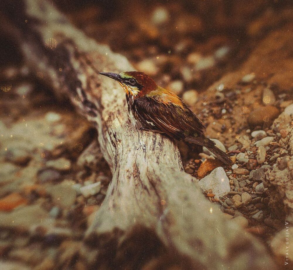 .story of one help.