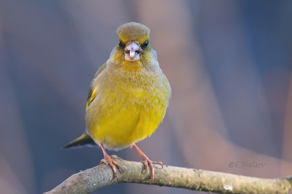 Обыкновенная зеленушка. European Greenfinch - Carduelis chloris