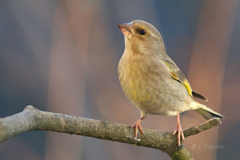 Обыкновенная зеленушка. European Greenfinch - Carduelis chloris