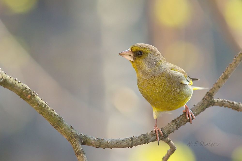 Обыкновенная зеленушка. European Greenfinch - Carduelis chloris