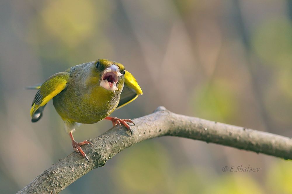 Обыкновенная зеленушка. European Greenfinch - Carduelis chloris