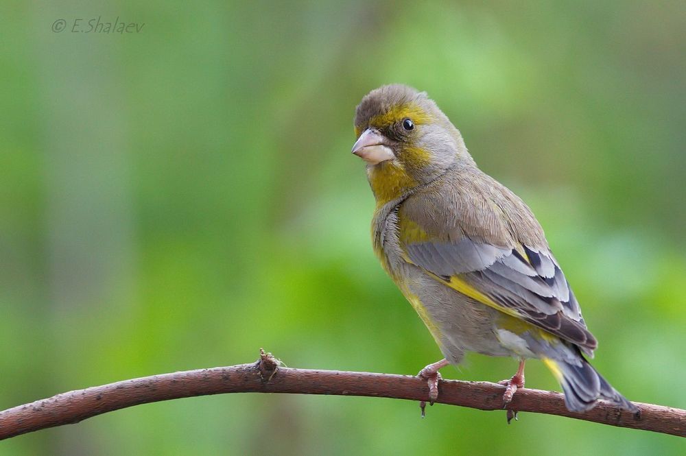 Обыкновенная зеленушка. European Greenfinch - Carduelis chloris