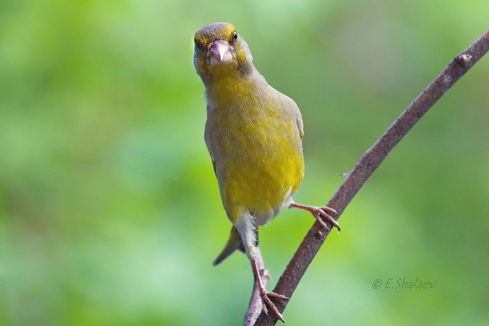 Обыкновенная зеленушка. European Greenfinch - Carduelis chloris