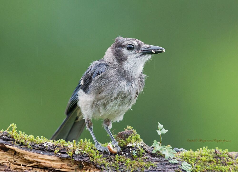 Голубая сойка - Blue Jay