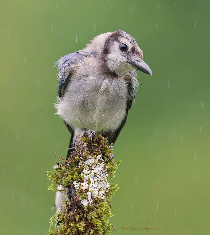 Голубая сойка - Blue Jay