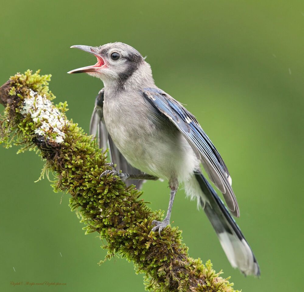 Голубая сойка - Blue Jay