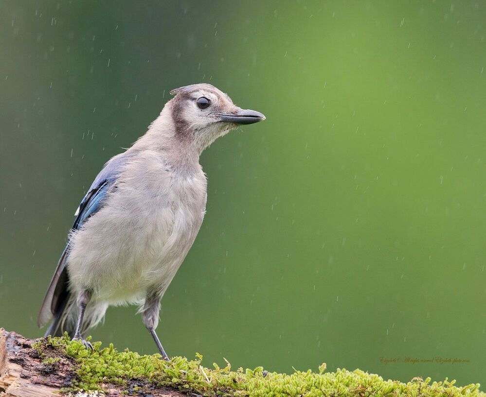 Голубая сойка - Blue Jay