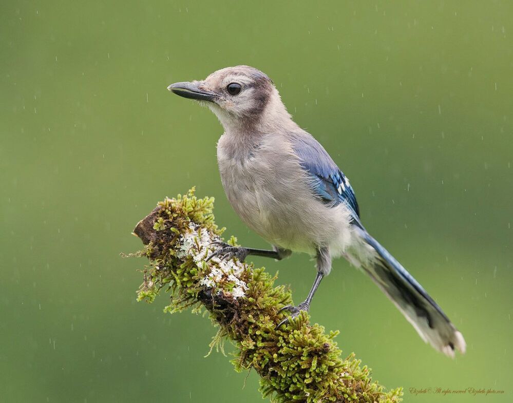 Голубая сойка - Blue Jay