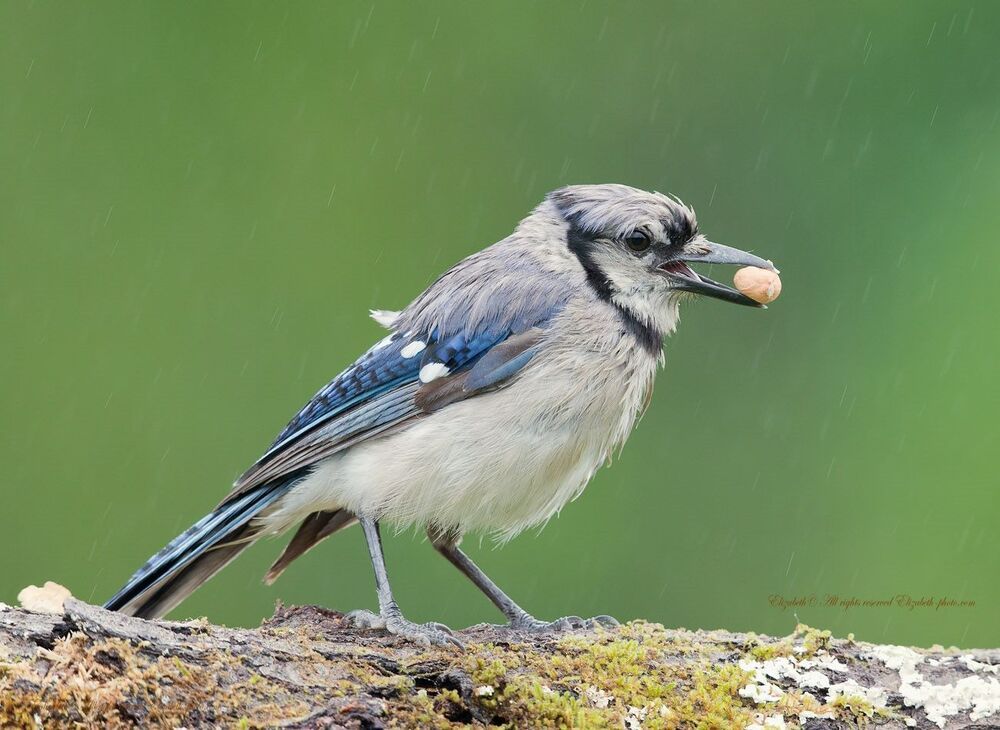 Голубая сойка - Blue Jay