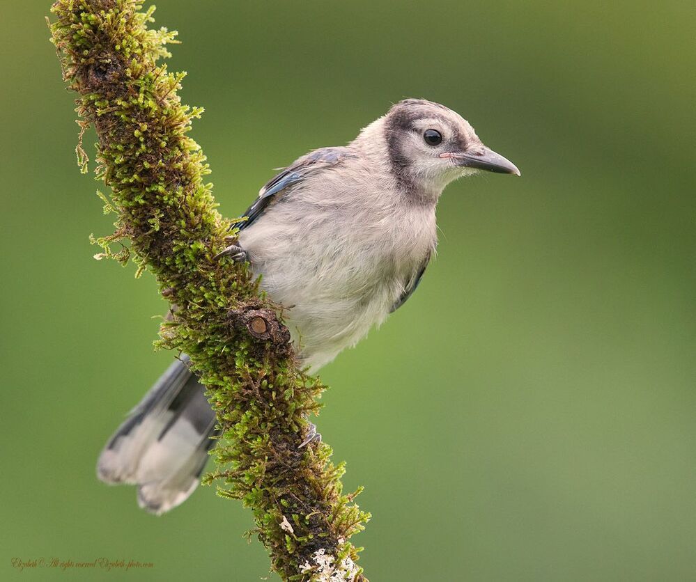 Голубая сойка - Blue Jay