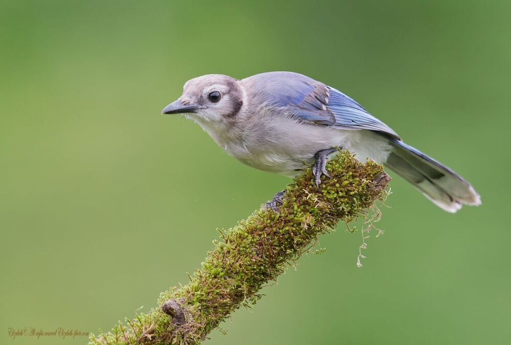 Голубая сойка - Blue Jay