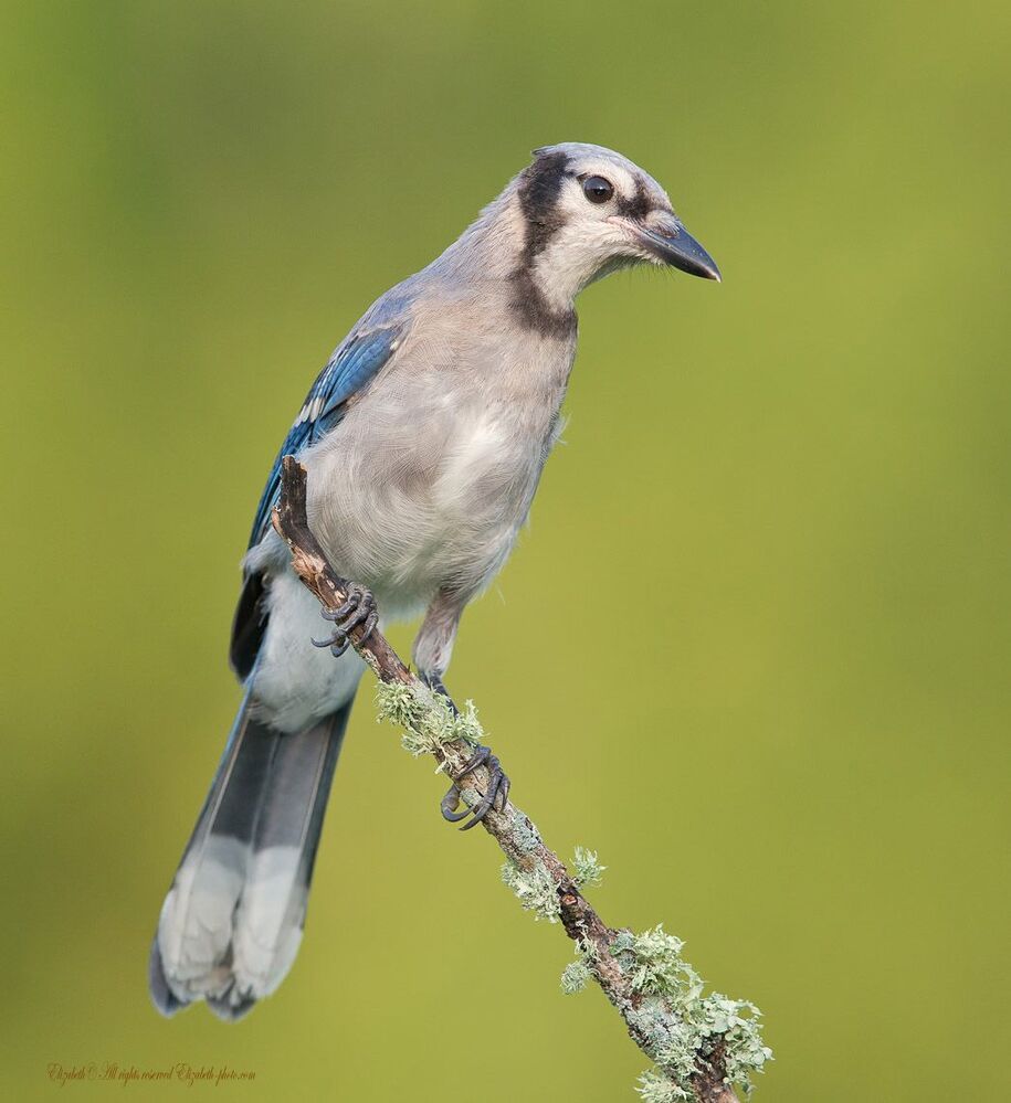 Голубая сойка - Blue Jay
