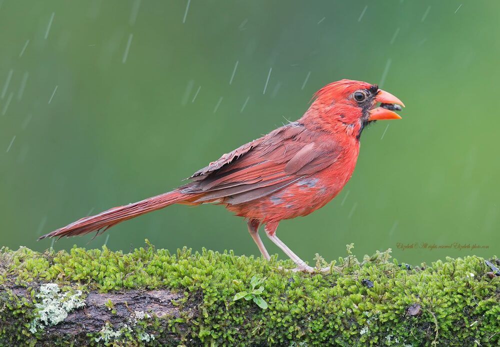 Красный кардинал - Northern Cardinal