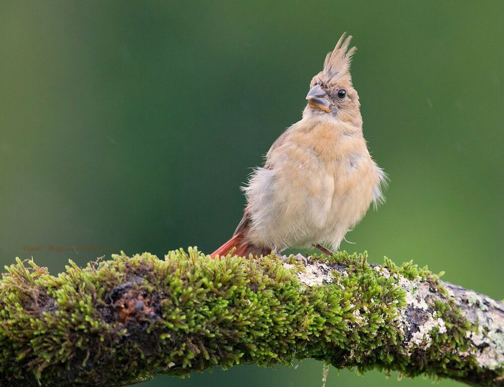 Красный кардинал - Northern Cardinal