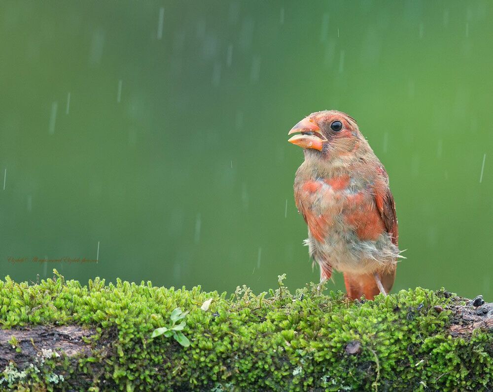 Красный кардинал - Northern Cardinal