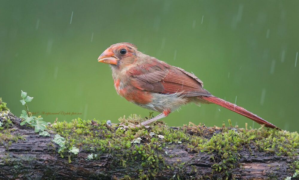 Красный кардинал - Northern Cardinal