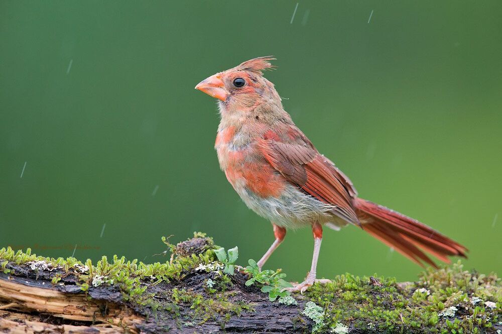 Красный кардинал - Northern Cardinal