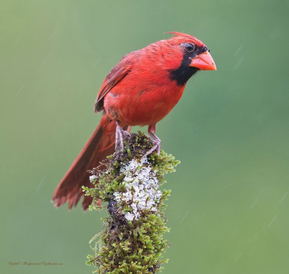 Красный кардинал - Northern Cardinal