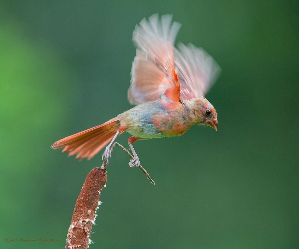 Красный кардинал - Northern Cardinal