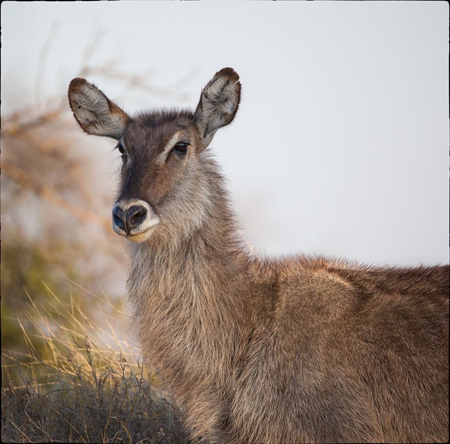 Waterbuck (дэвушка)