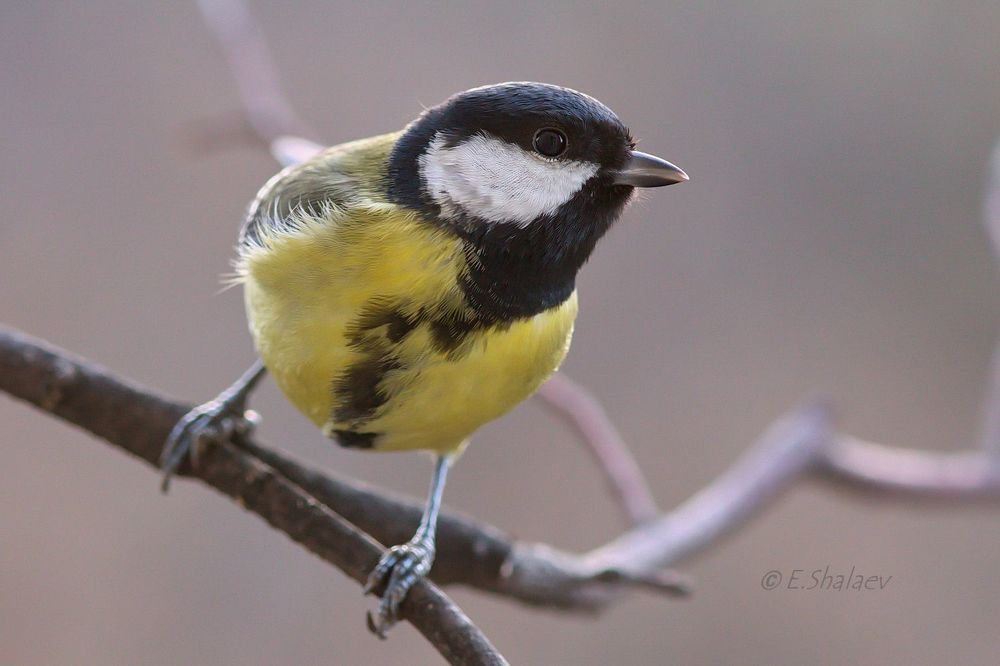 Great Tit ,Большая синица - Parus major