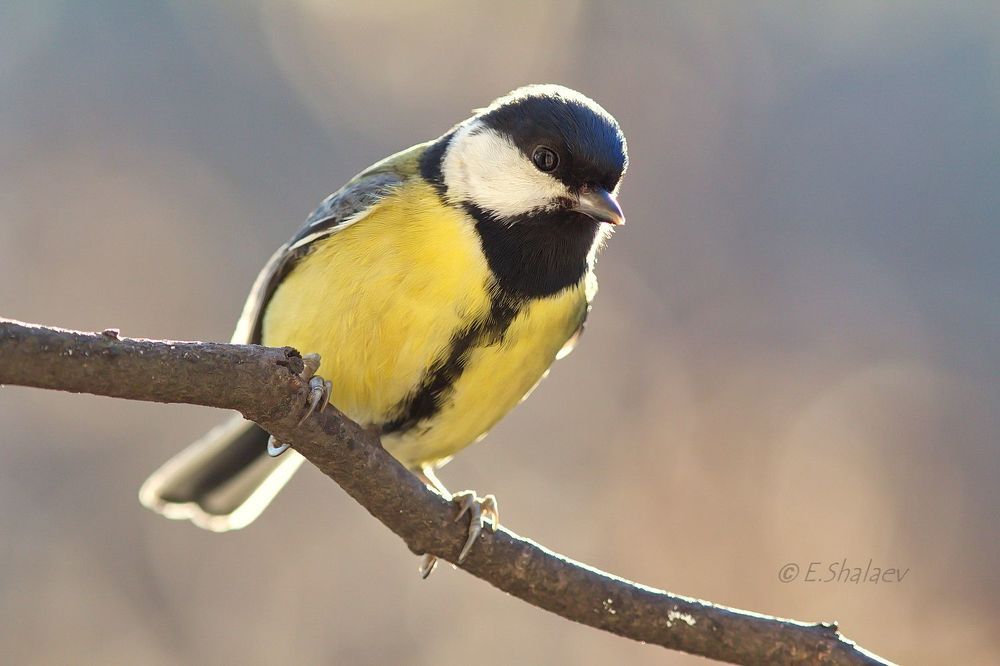 Great Tit ,Большая синица - Parus major