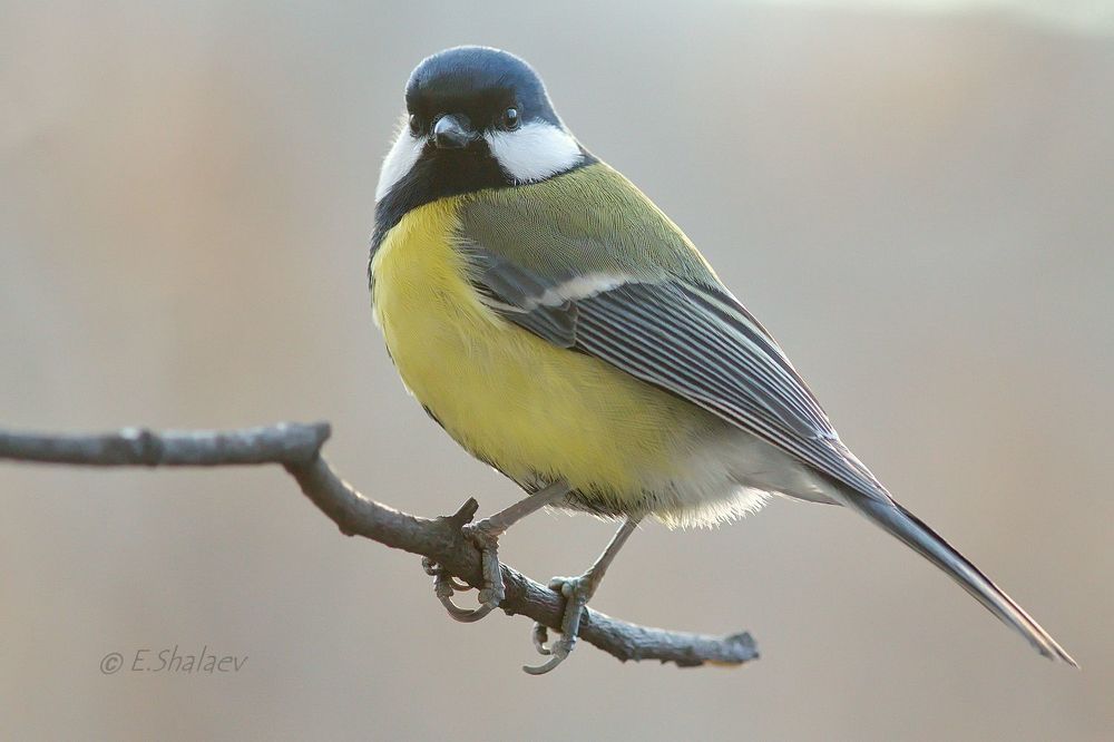 Great Tit ,Большая синица - Parus major
