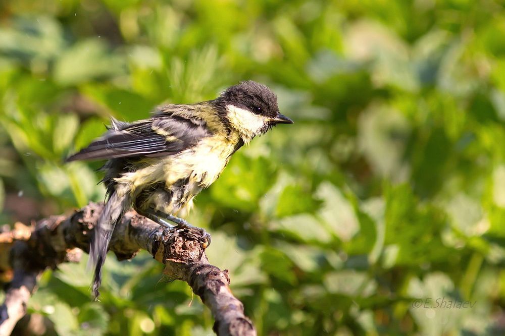 Great Tit ,Большая синица - Parus major