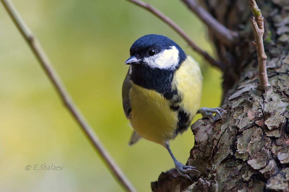 Great Tit ,Большая синица - Parus major