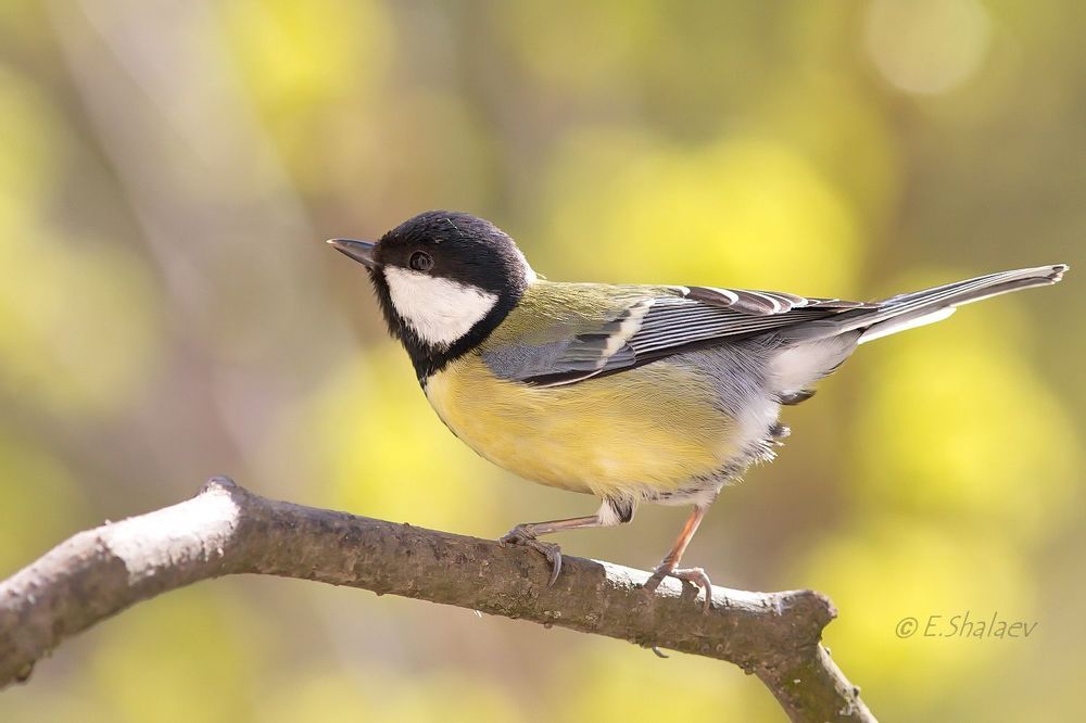 Great Tit ,Большая синица - Parus major