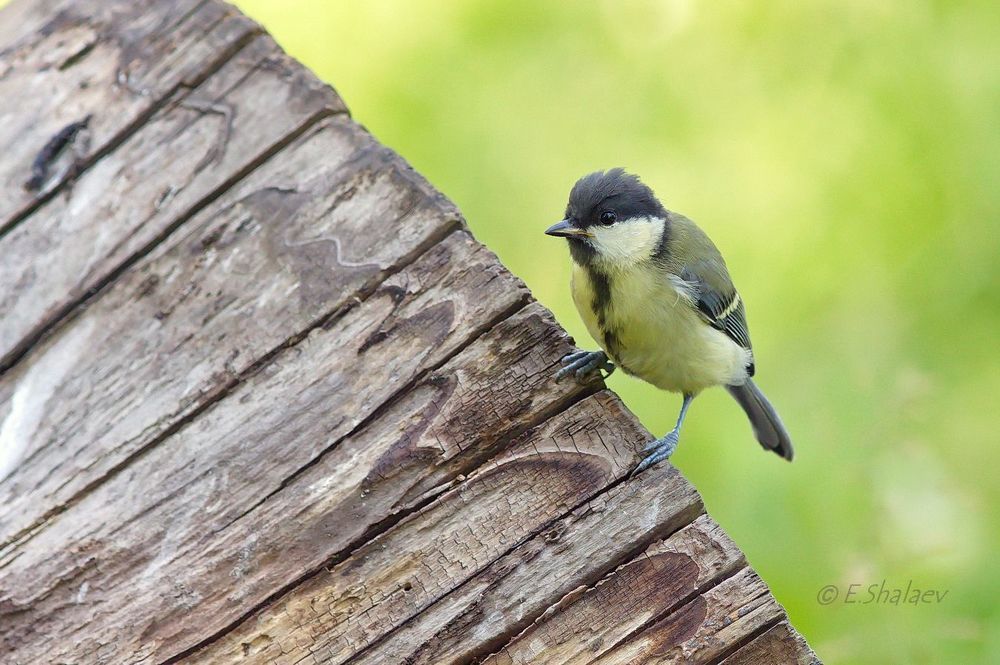 Great Tit ,Большая синица - Parus major