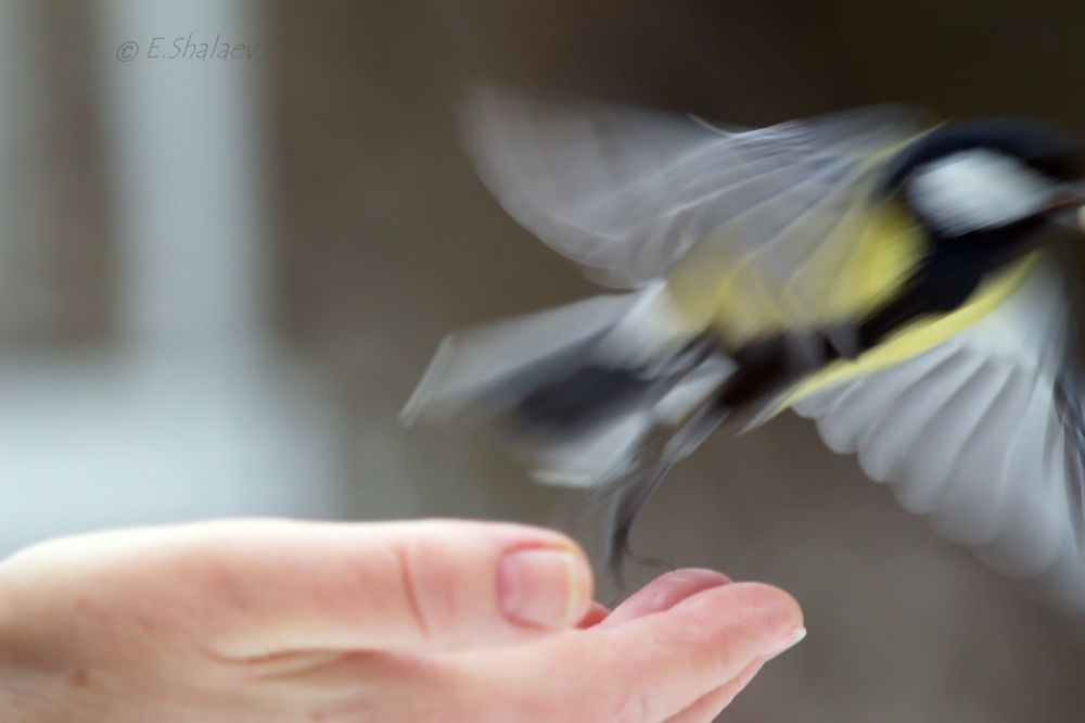 Great Tit ,Большая синица - Parus major