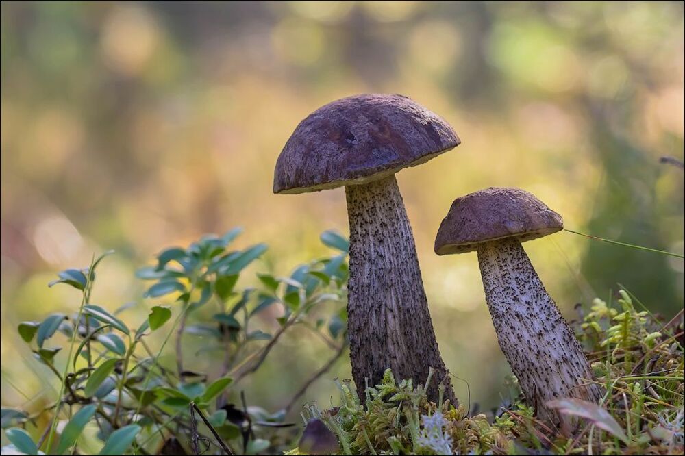 Прогулка в Осень)
