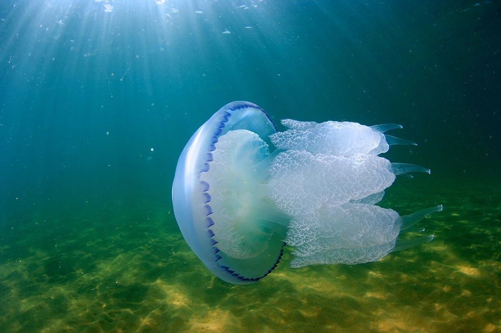 Медуза корнерот, Черное море