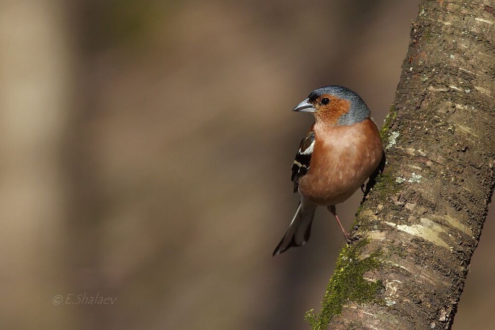 Common Chaffinch, Зяблик - 	Fringilla coelebs
