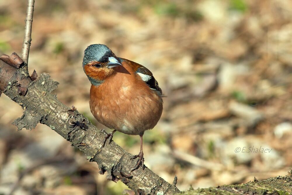 Common Chaffinch, Зяблик - 	Fringilla coelebs