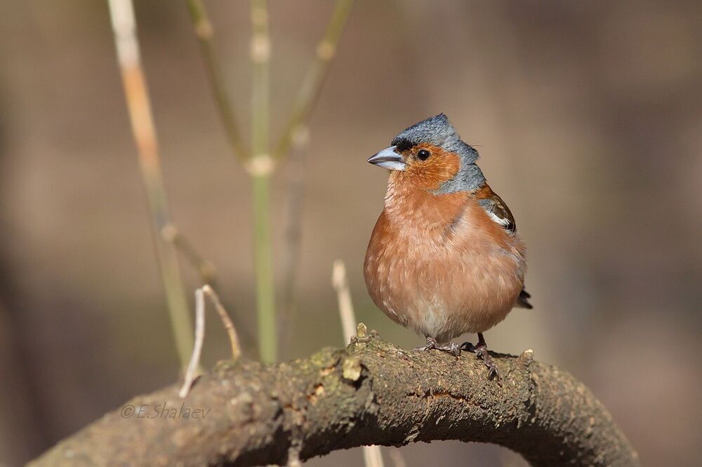 Common Chaffinch, Зяблик - 	Fringilla coelebs