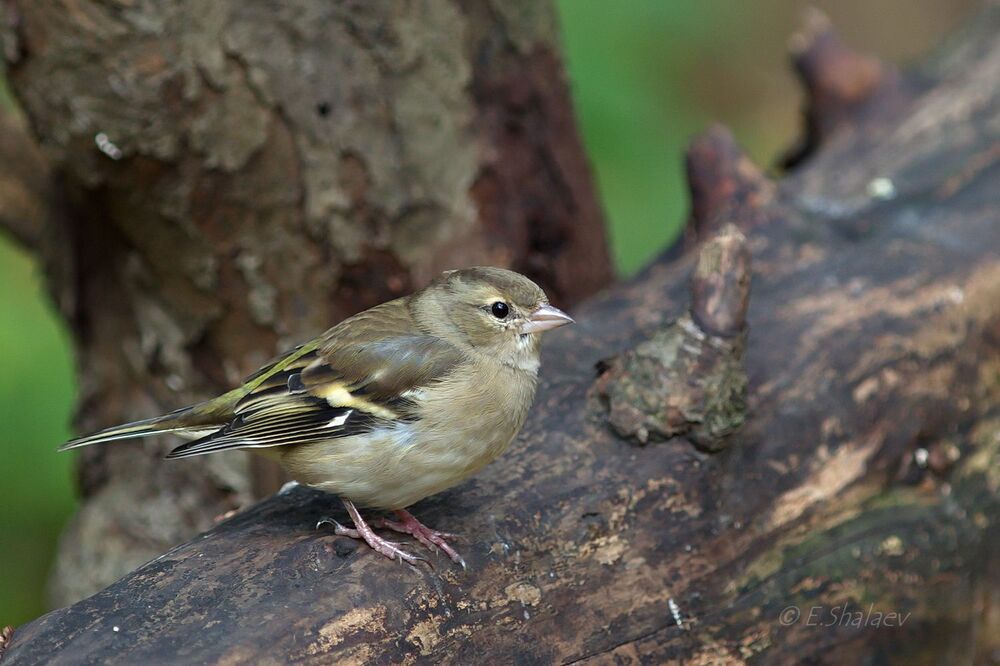Common Chaffinch, Зяблик - 	Fringilla coelebs
