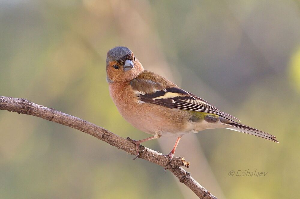 Common Chaffinch, Зяблик - 	Fringilla coelebs