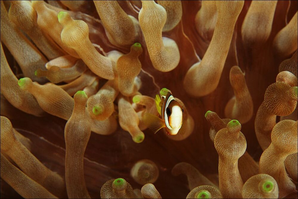 Малява &mdash; неизданное