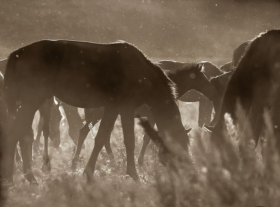 Photo 59111