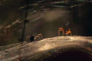 Главные герои - безнадежно влюбленный самец (на заднем плане) и хладнокровная самка