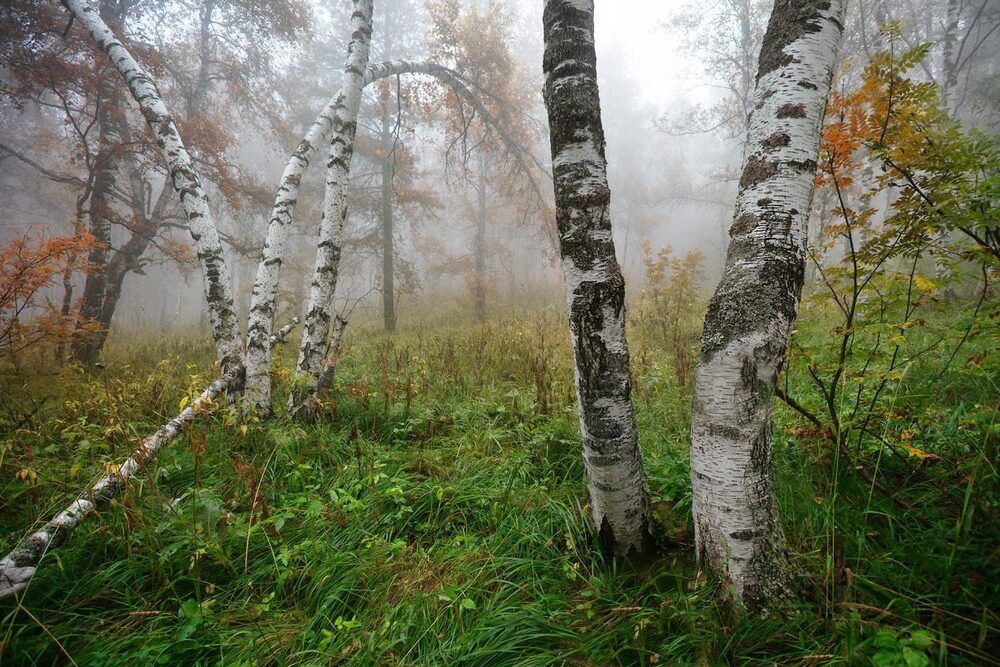 Березовое утро