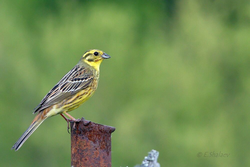 Yellowhammer ,Обыкновенная овсянка - Emberiza citrinella