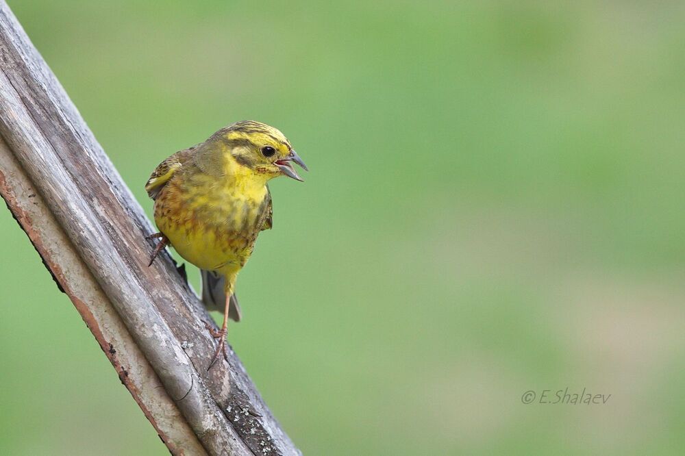 Yellowhammer ,Обыкновенная овсянка - Emberiza citrinella