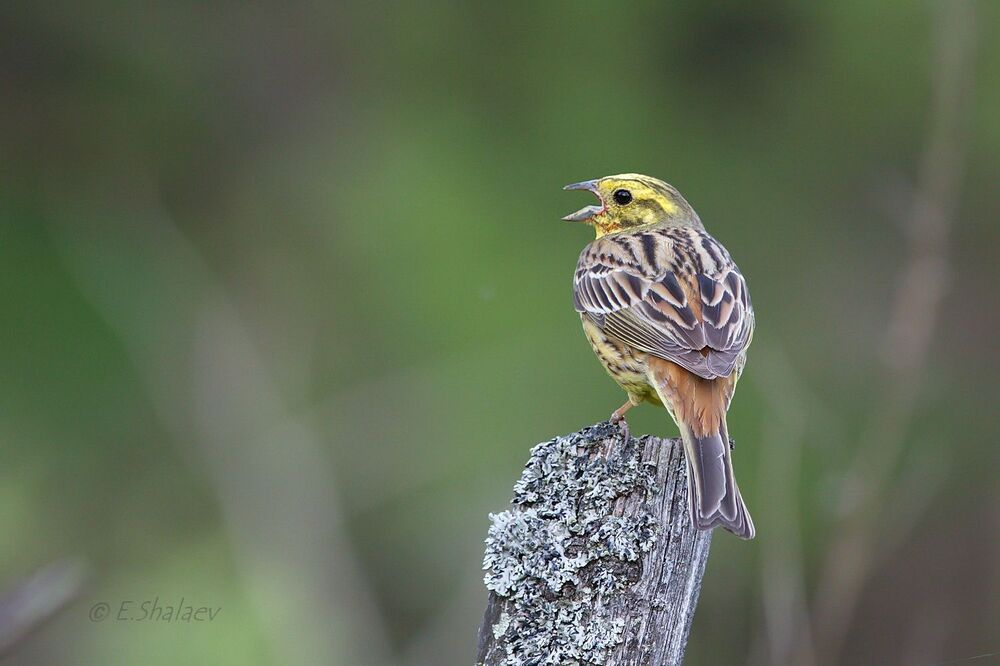 Yellowhammer ,Обыкновенная овсянка - Emberiza citrinella
