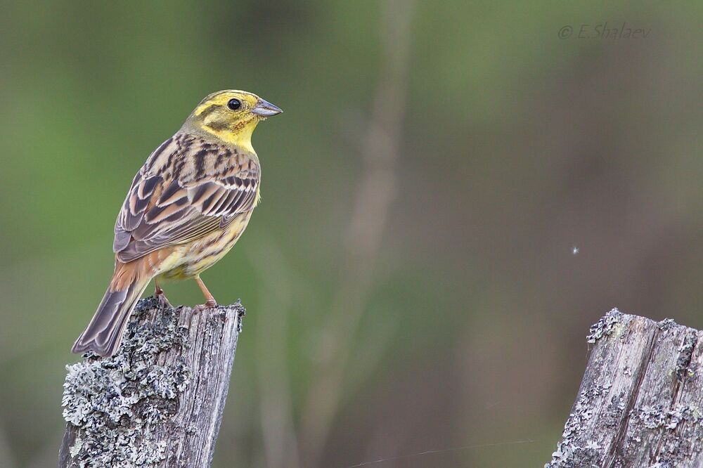 Yellowhammer ,Обыкновенная овсянка - Emberiza citrinella